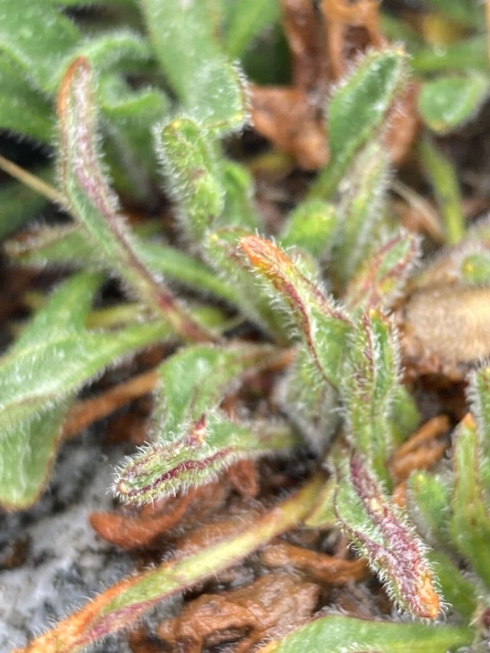 Erigeron 15