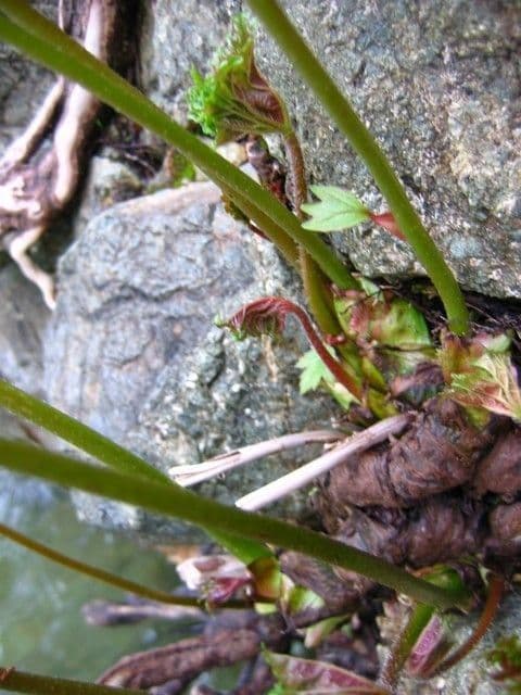 Schildblatt 4