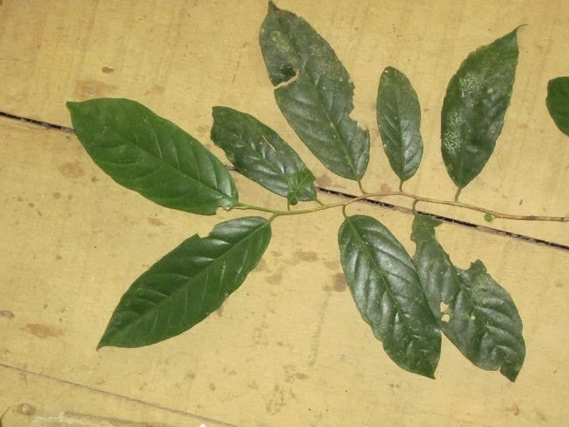 Dendrobangia 4