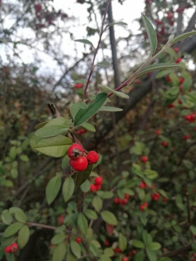 Cotonéaster cotoneaster 2