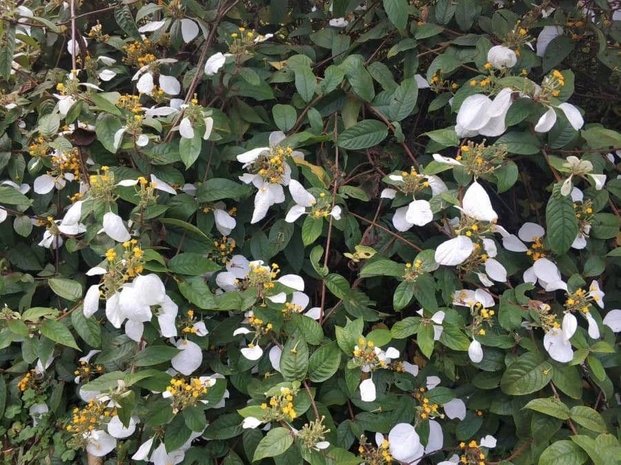 Mussaenda 2