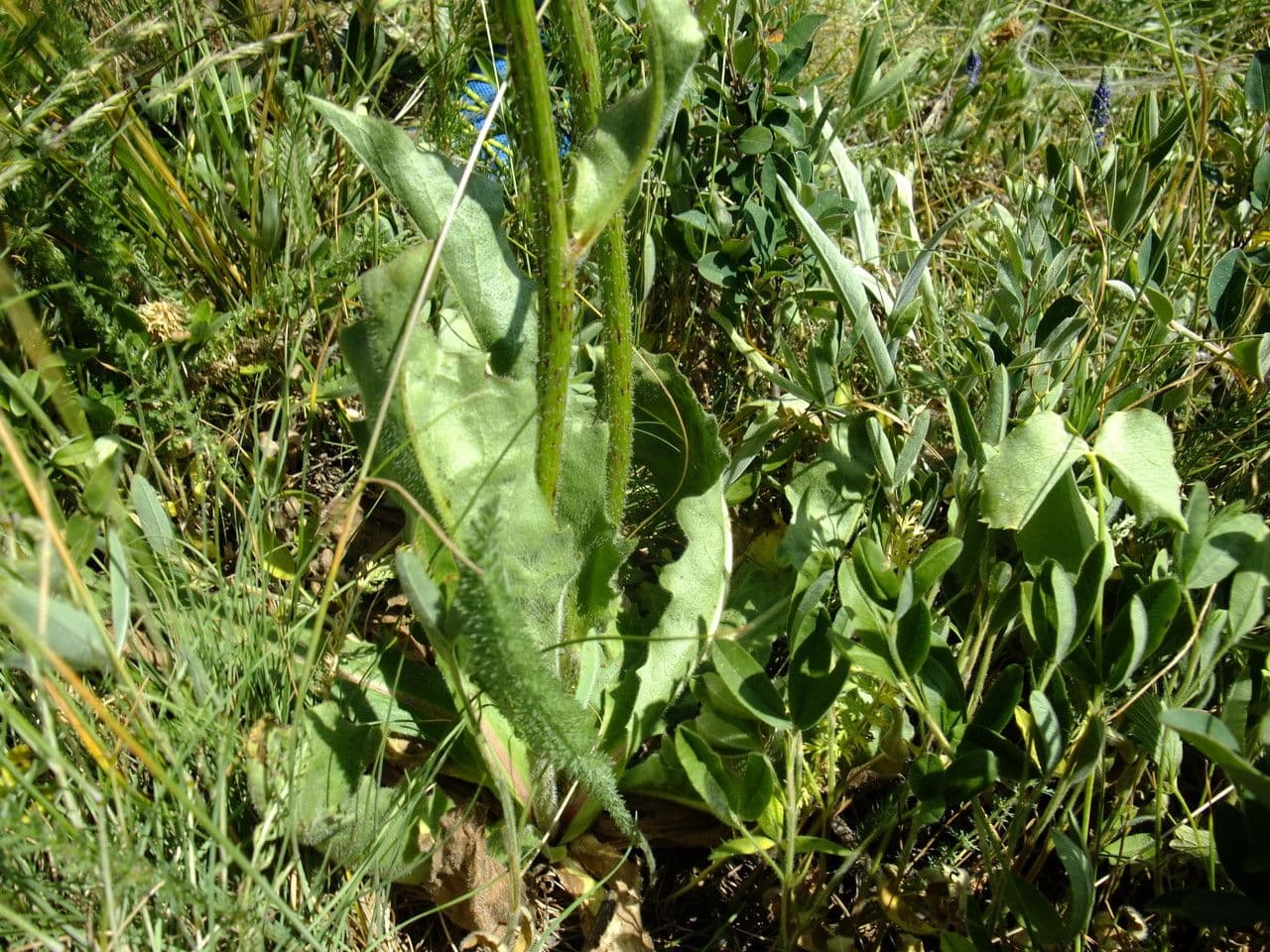 Costolina macchiata 14