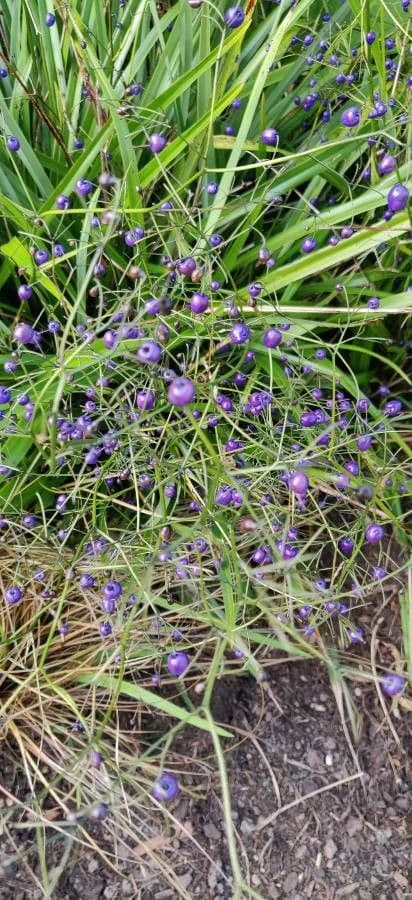 Dianella 21