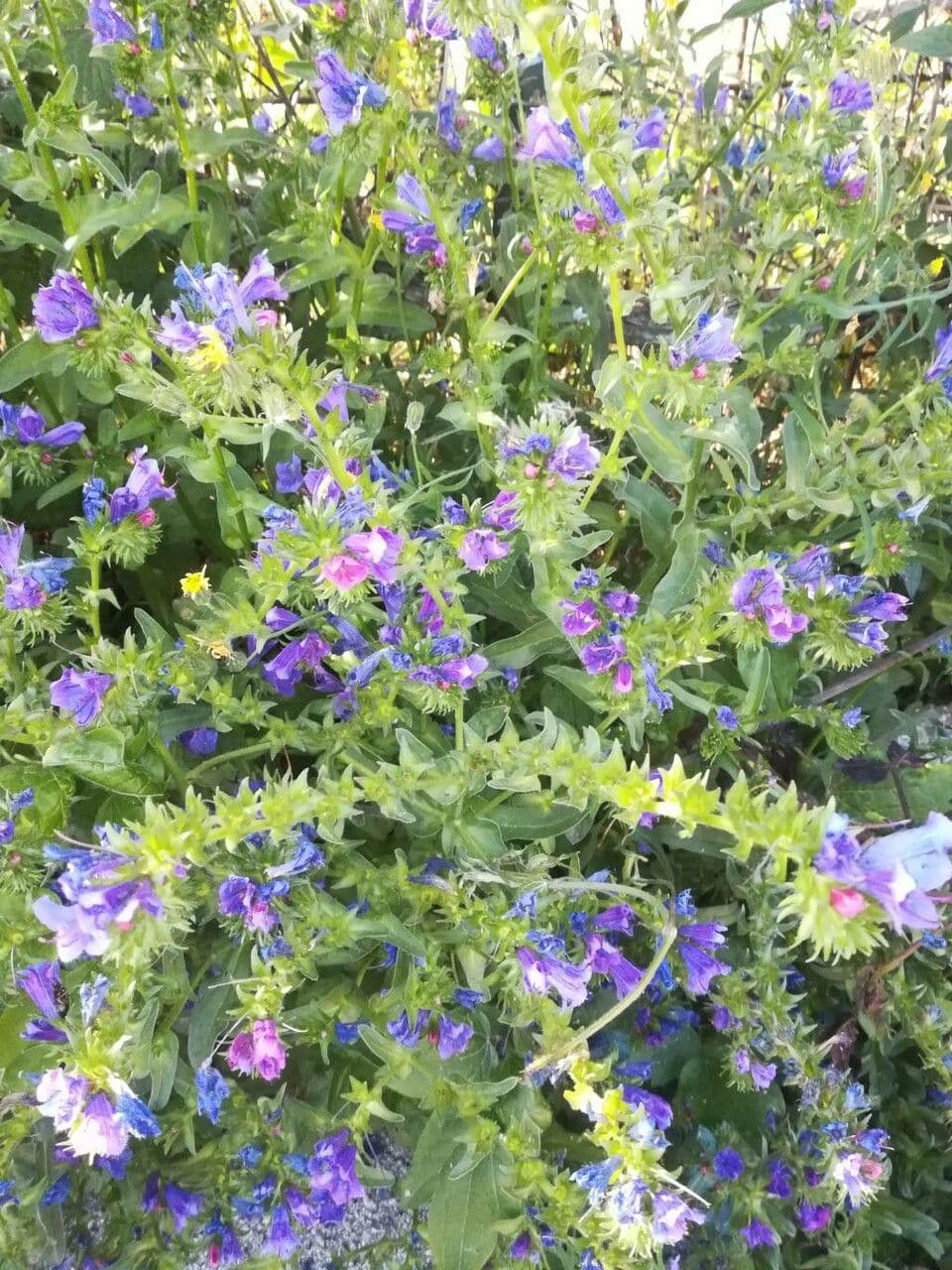 Echium rosulatum 11