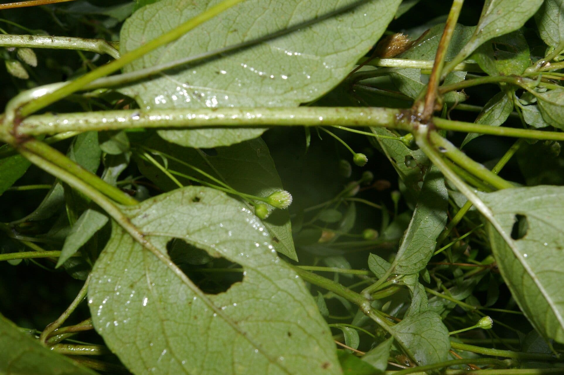 Acmella rastrera