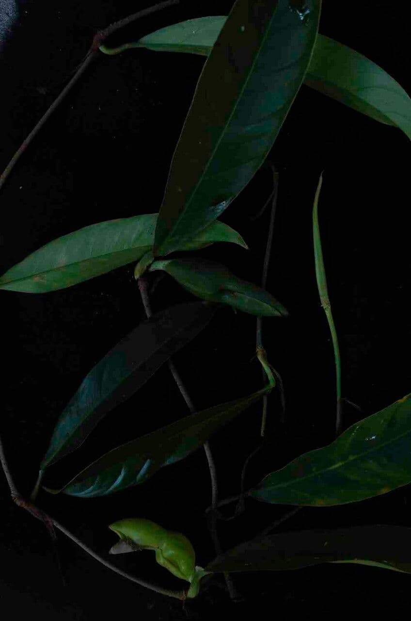 Filodendron 8