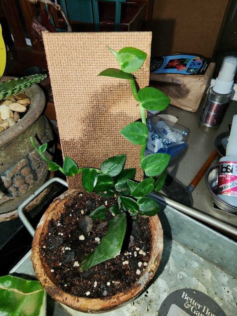Rhaphidophora 6