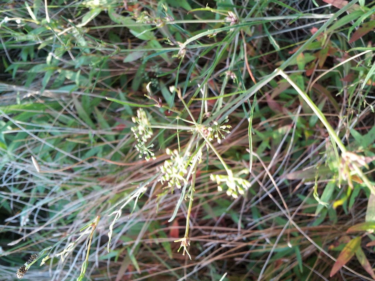 Cicuta bulbífera 6