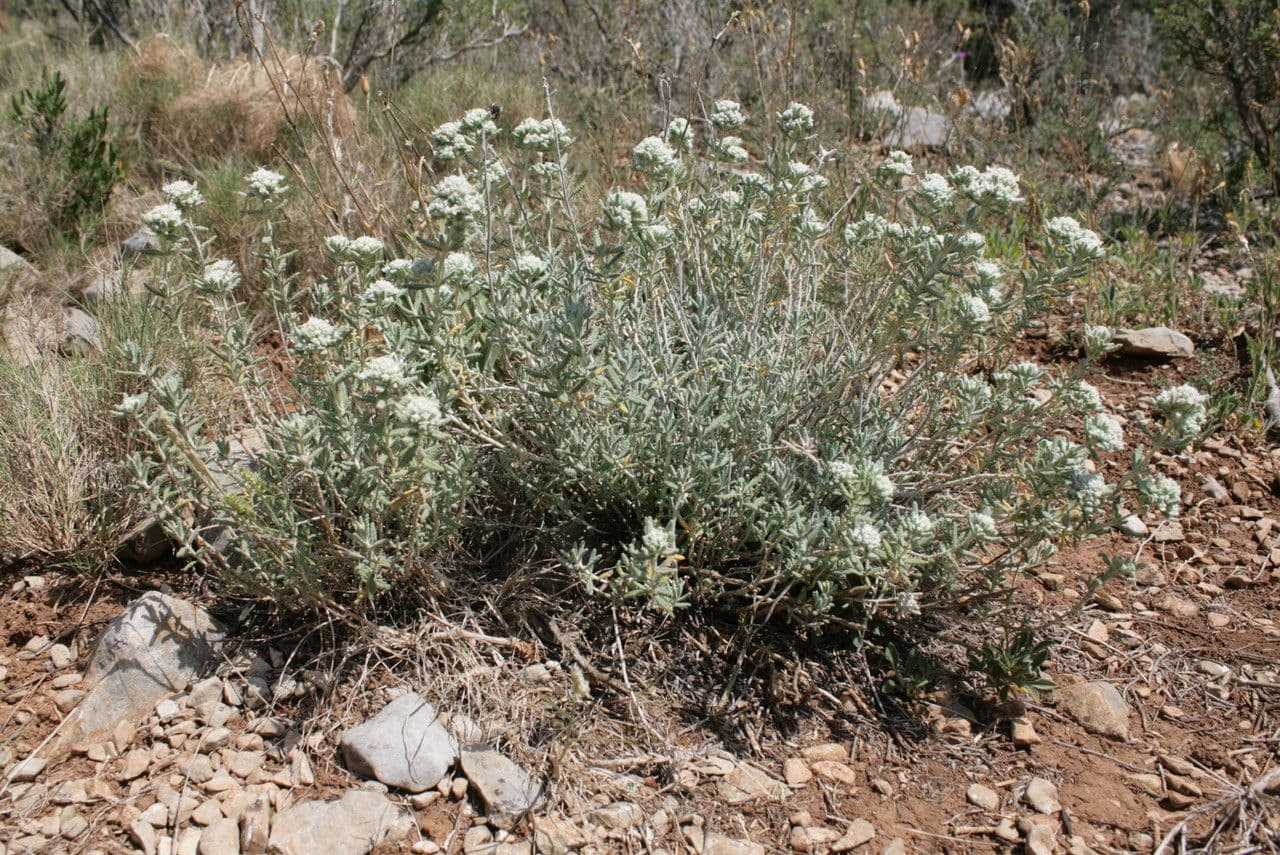 Teucrium 9
