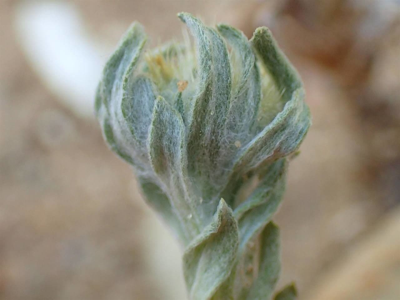 Bambagia spatolata 11