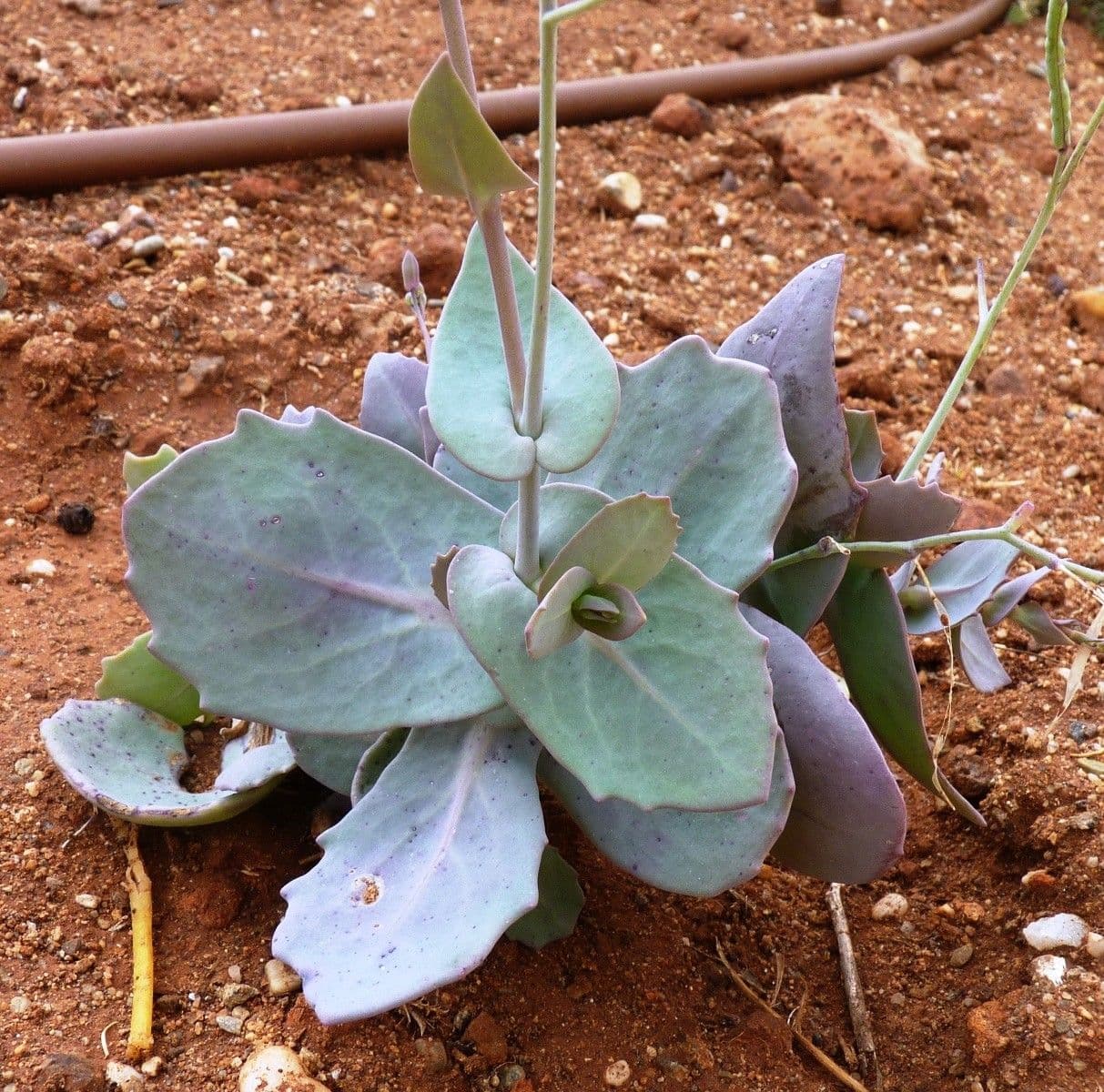 Moricandia 12