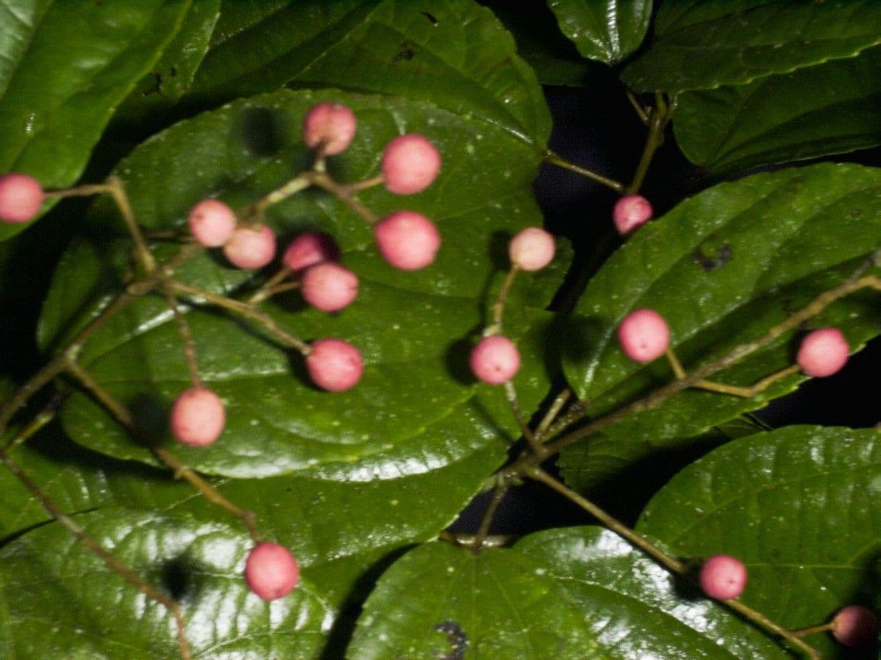 Lindens Pleuranthodendron 2