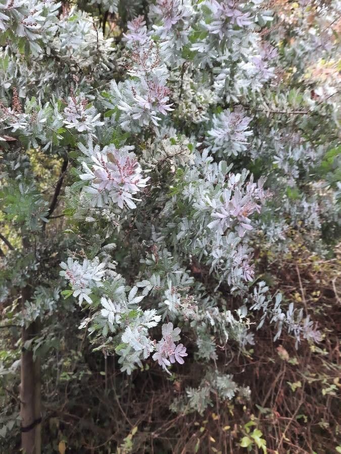 Acacia di Bailey 17