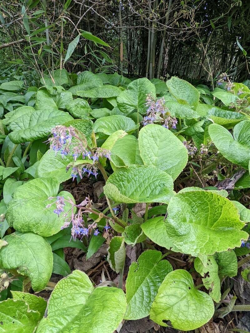 Trachystemon d'Orient 9