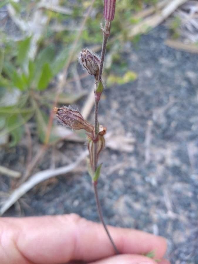 Silene 4