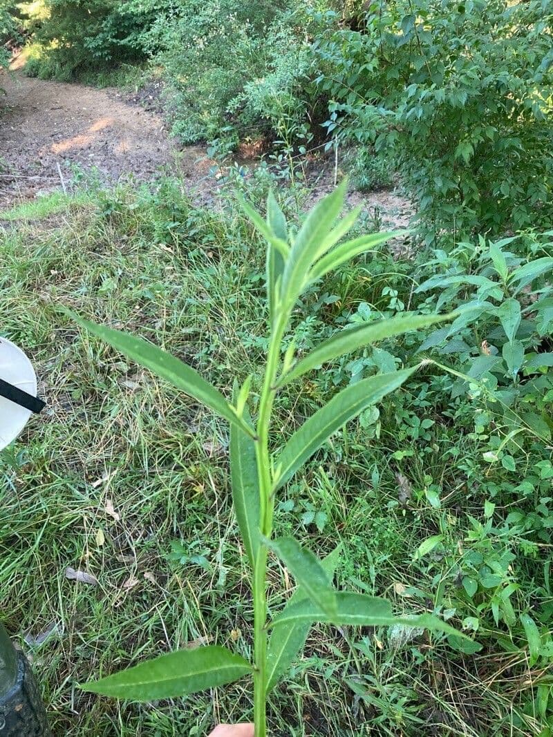 Flügelkraut 20