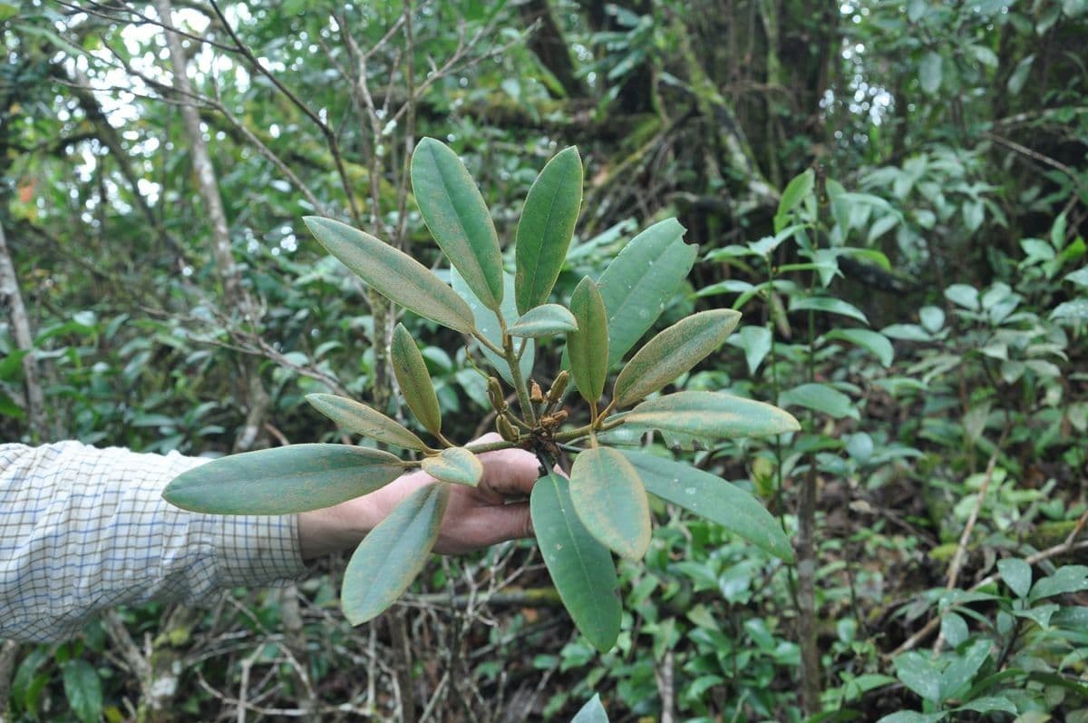 Rhododendron 4