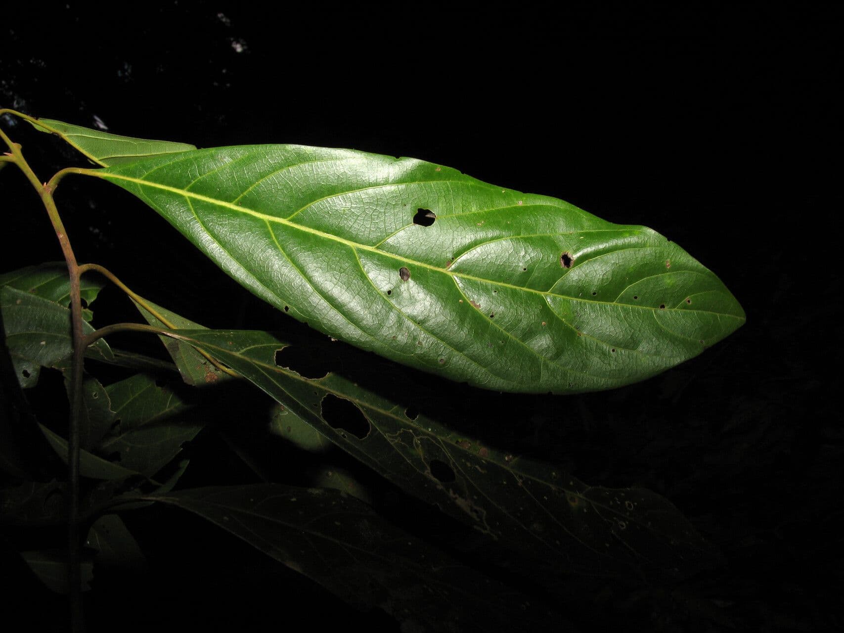 Ocotea 14