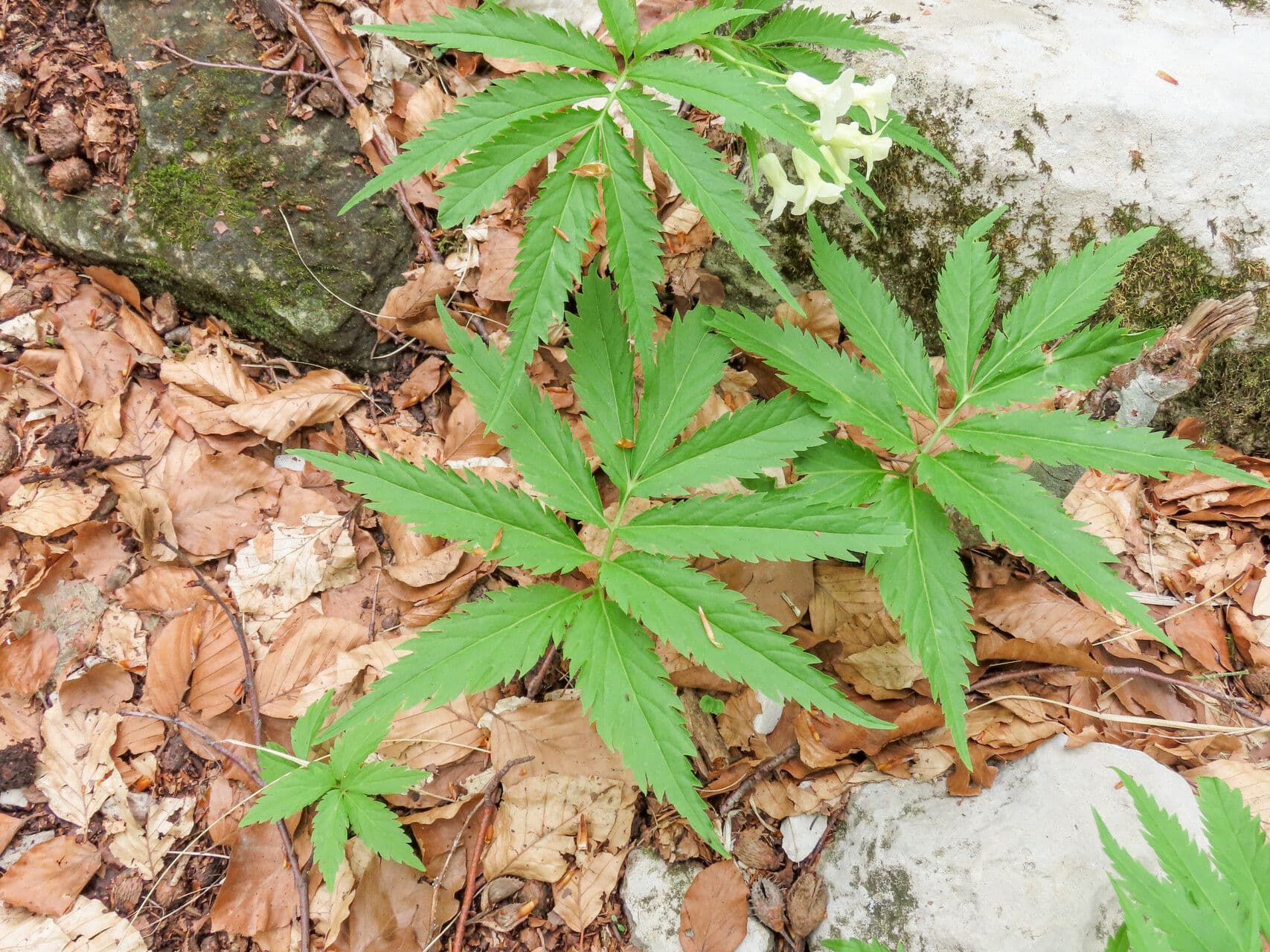 Cardamine 7