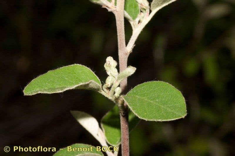 Cotoneaster 15