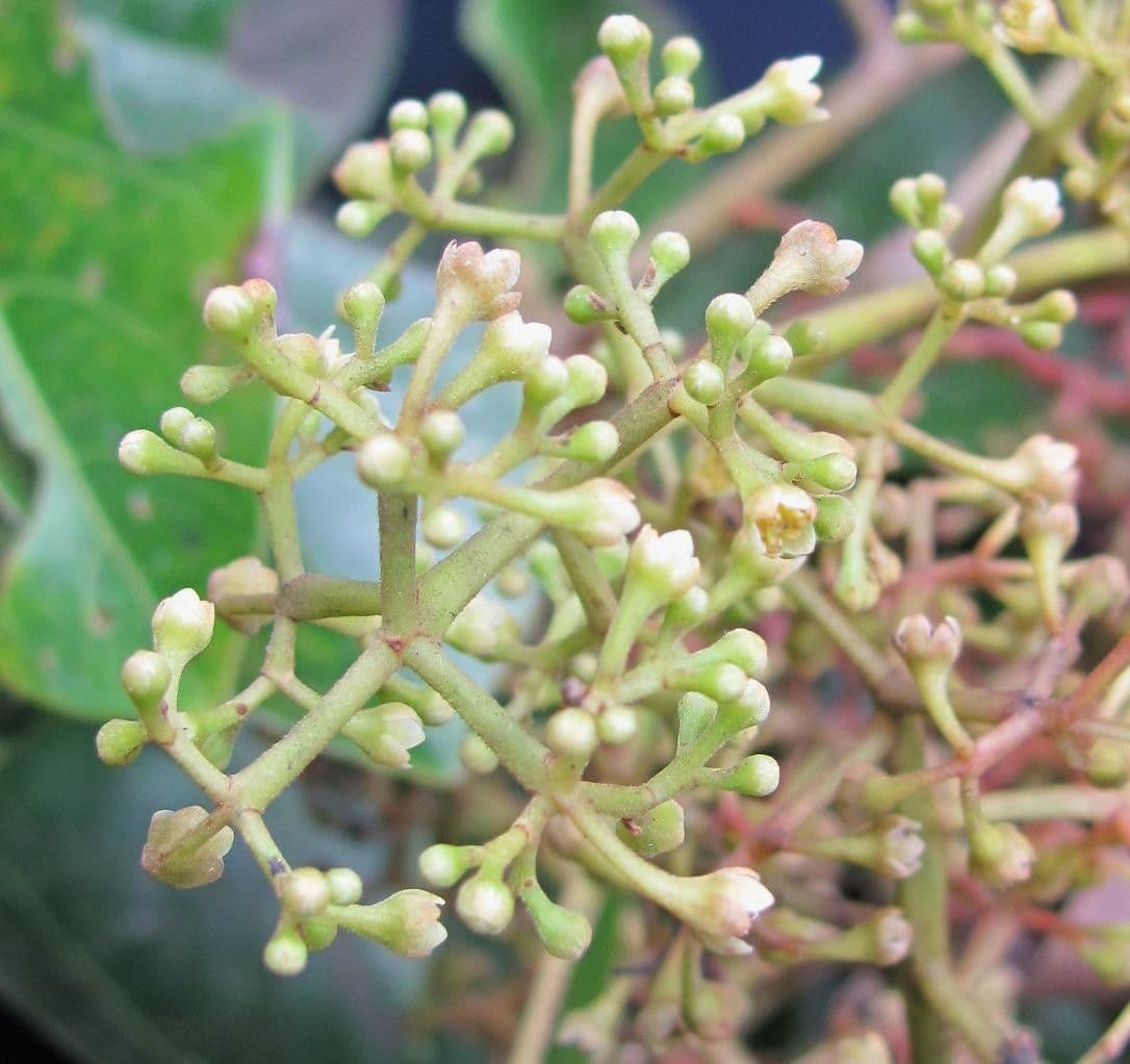 Ocotea insulare 2