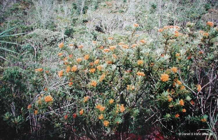 Xanthostemon 11