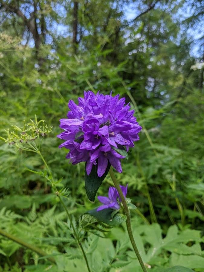 Campanula cervicaria 5