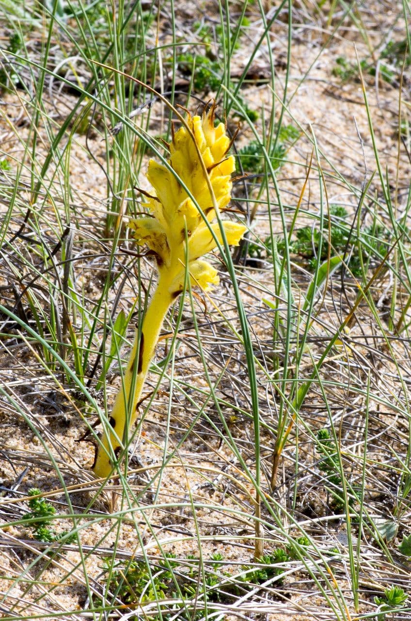 Succiamele garofanato 10
