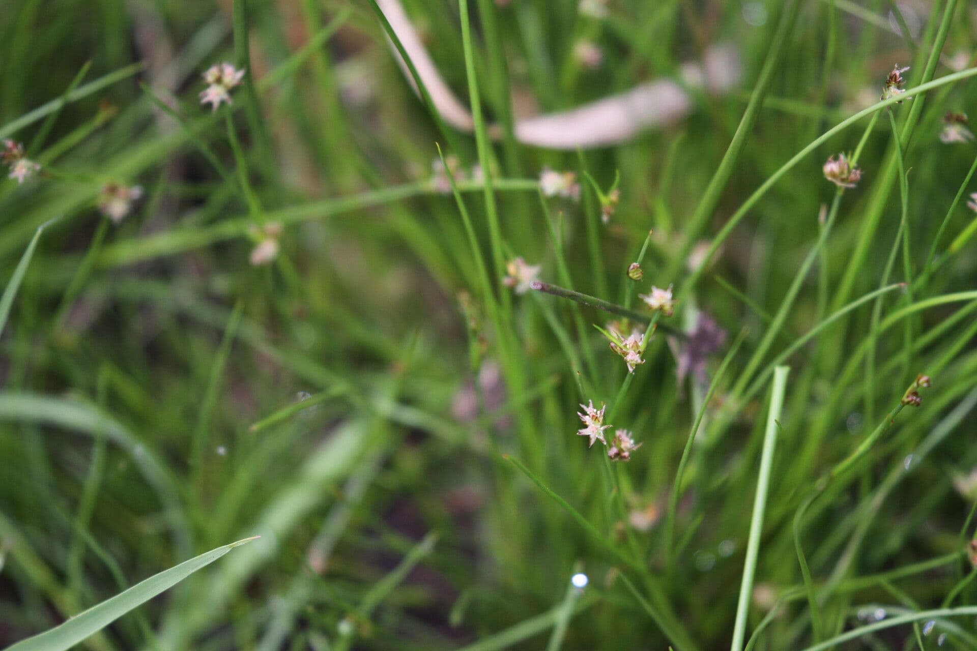 Giunco filiforme 10