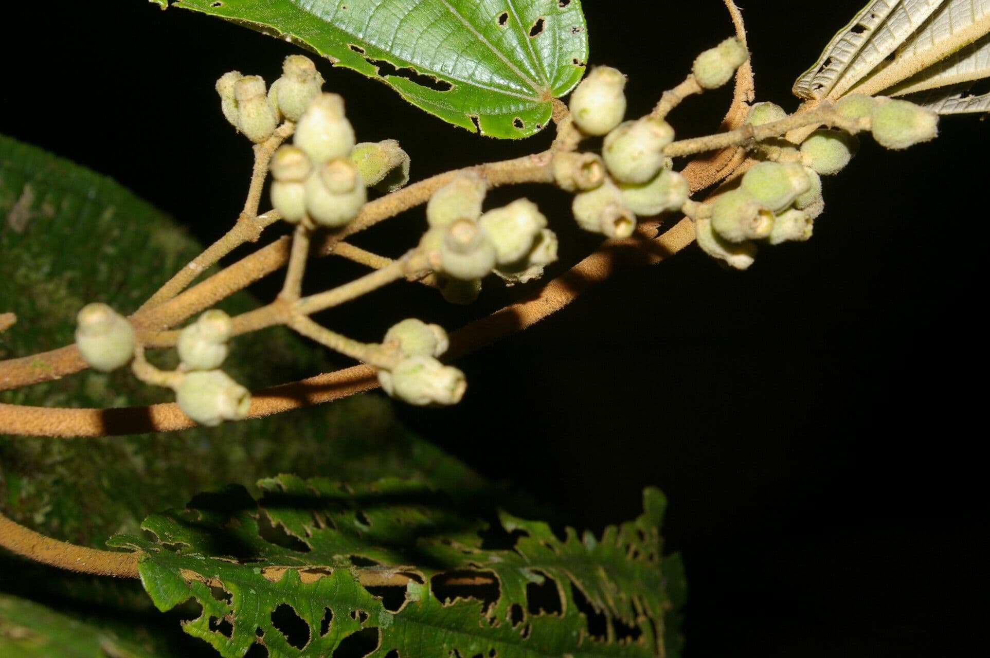 Miconia bubalina 2