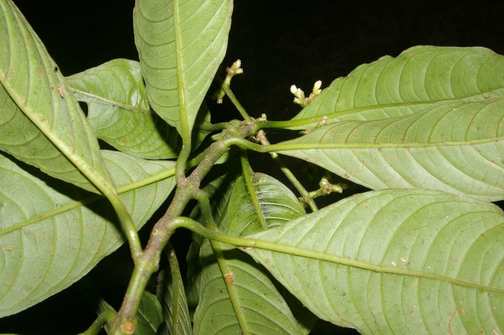 Psychotria rameuse 7