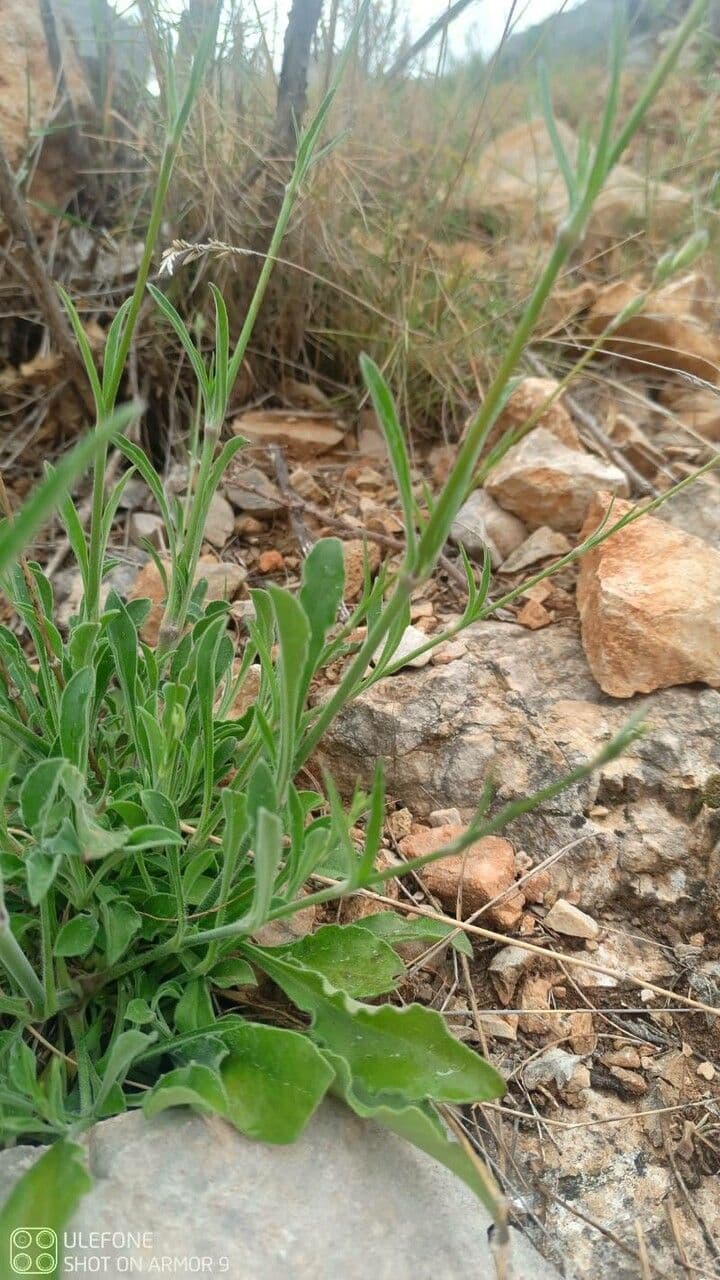Silene italiana 18