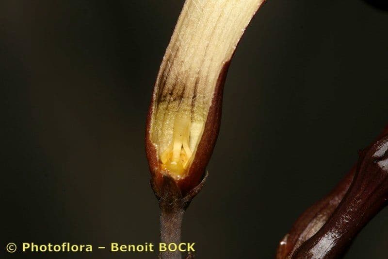 Ceropegia 19