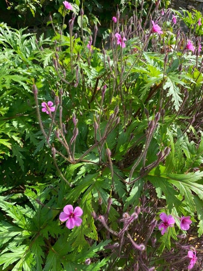 Geranio de Madeira 17