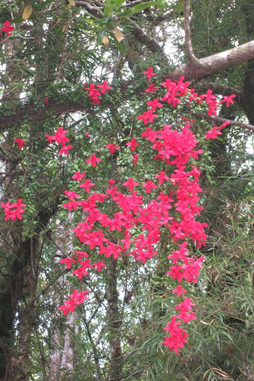 Asteranthera 20