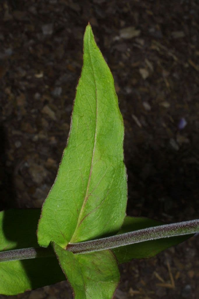 Penstemon 14