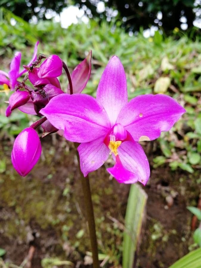 Spathoglottis plicata 9
