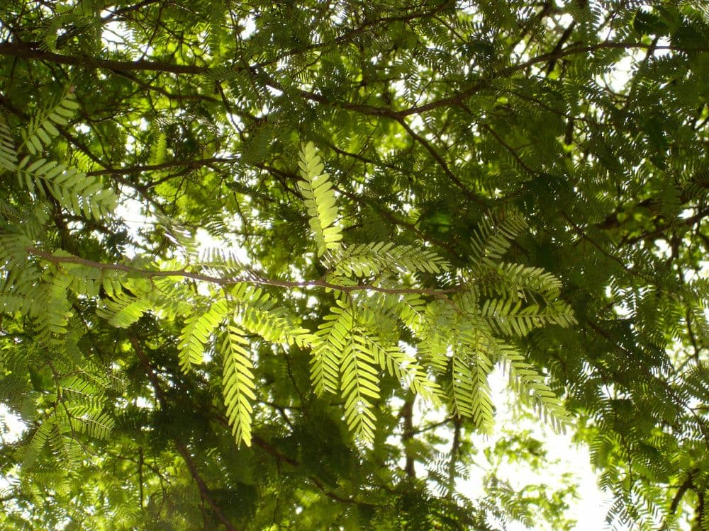 Tamarinde 27