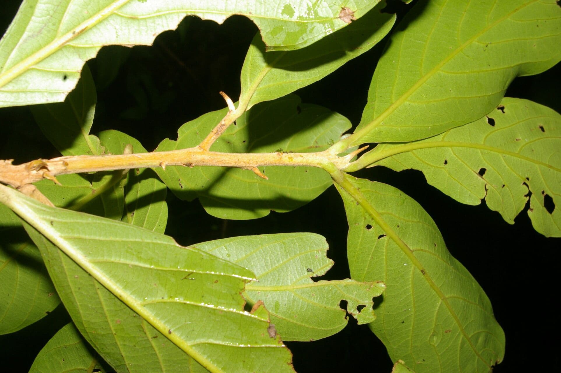 Ocotea