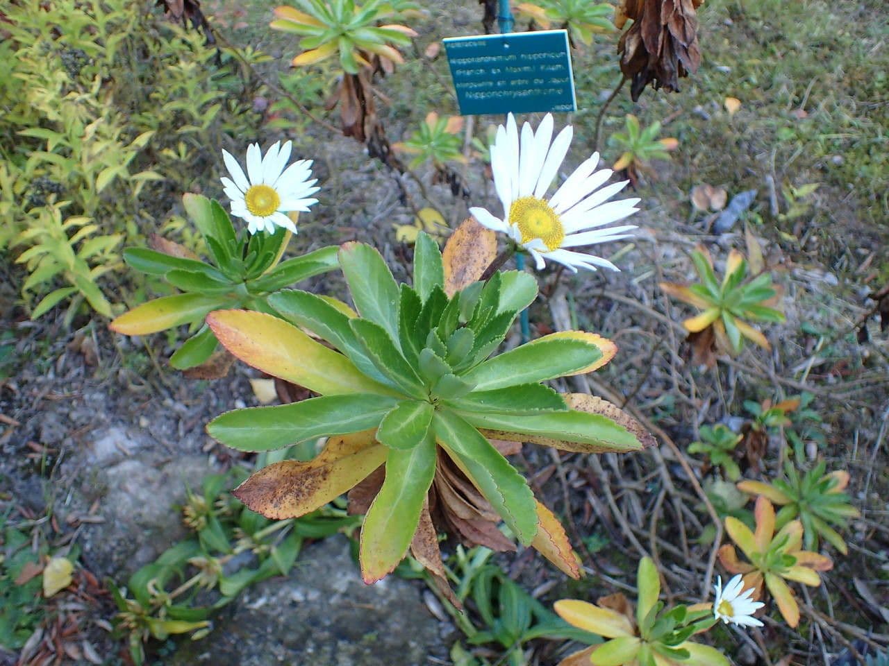 Nippon-Margerite