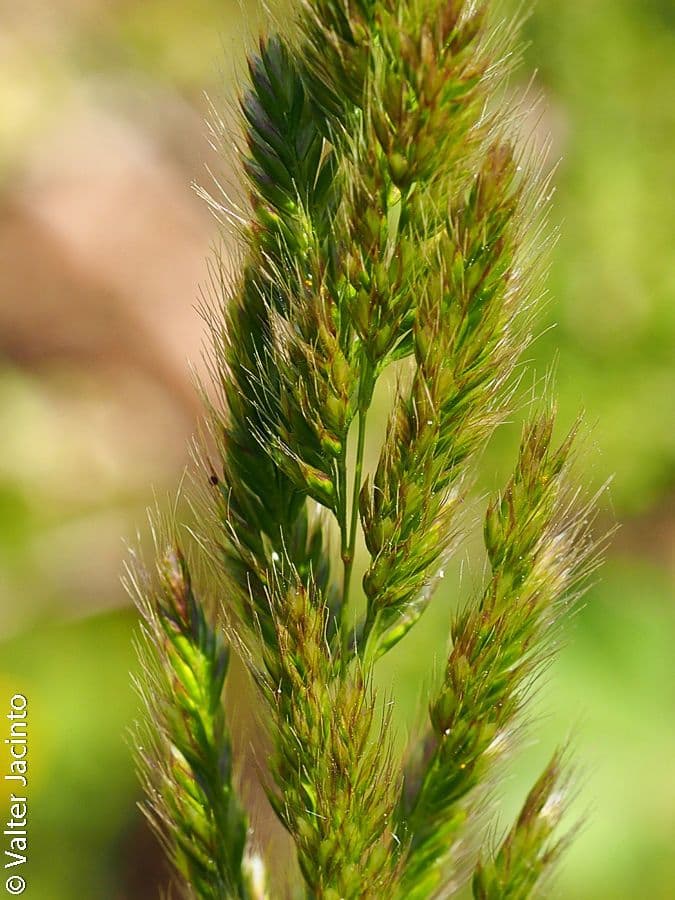 Echinochloa oryzoides 5