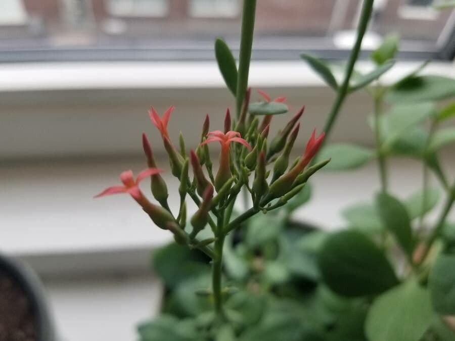 Rundblättrige Kalanchoe