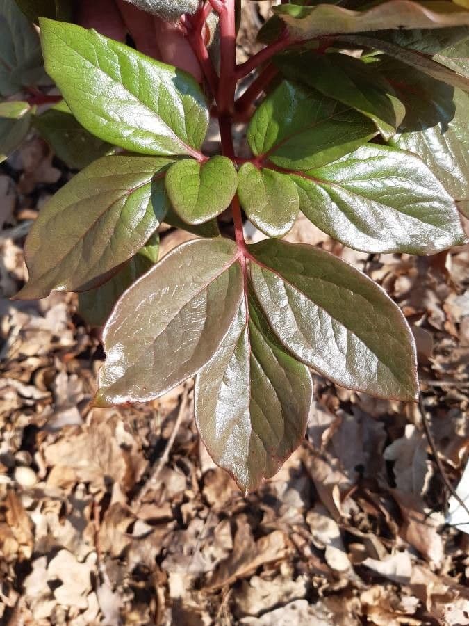 Peonia Corsa 11