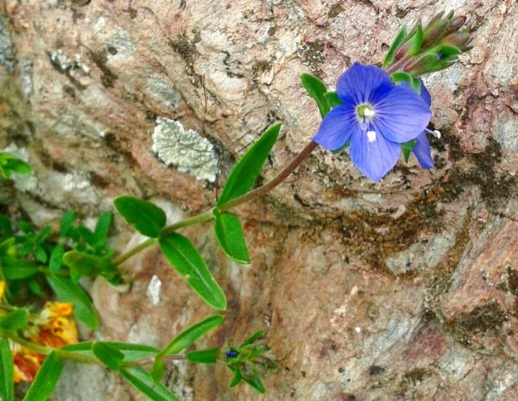 Rock speedwell 18