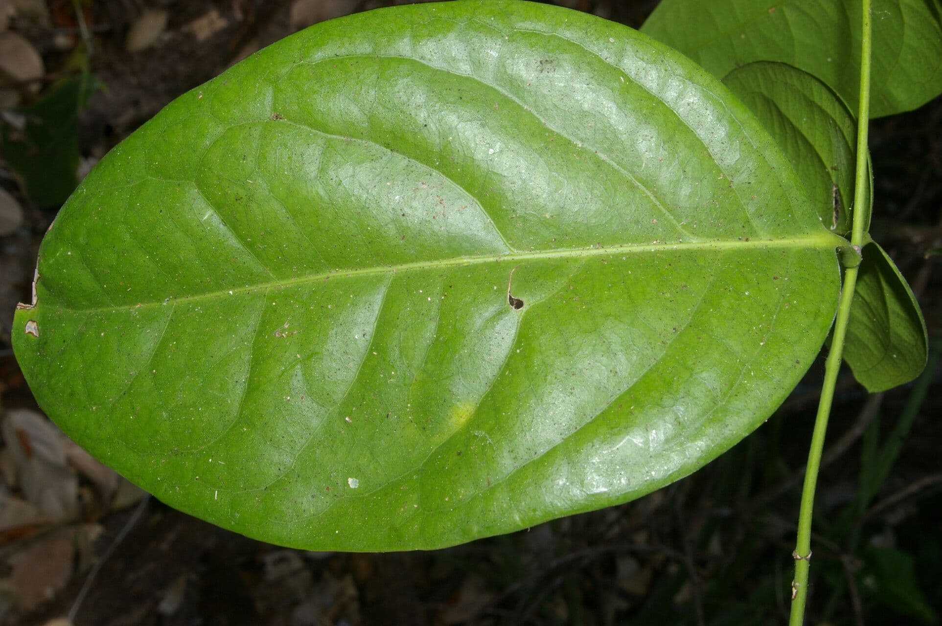 Cuervea 3