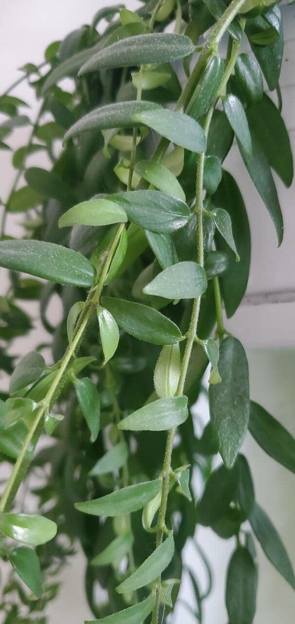 Columnea 7