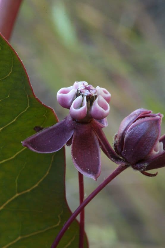 Asclepias 3