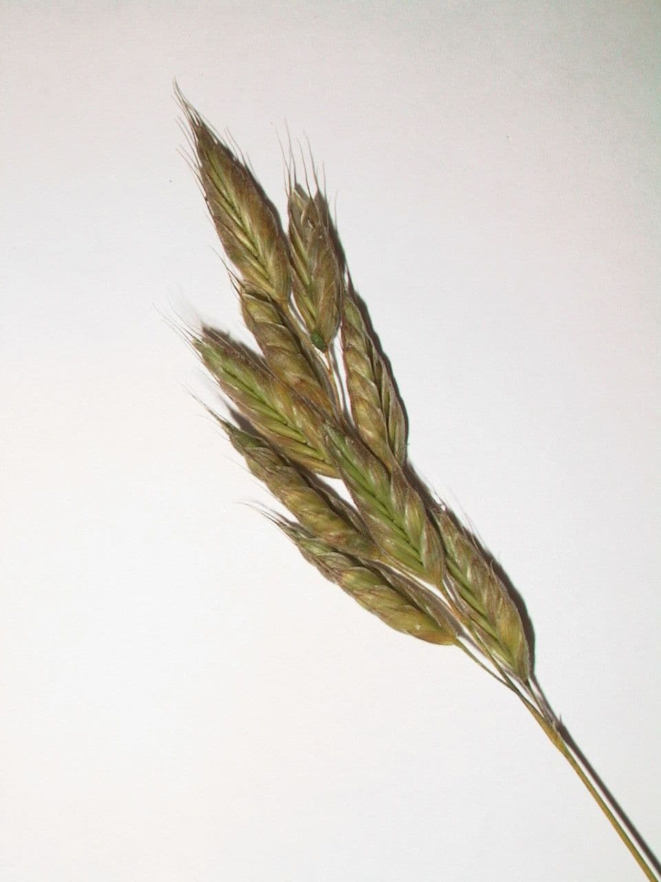 Forasacco mutato 27