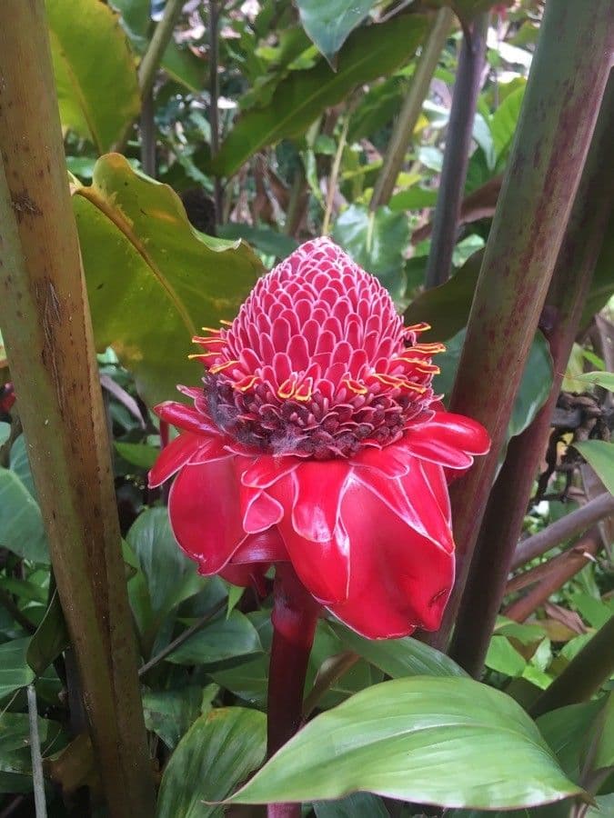 Fleur de cire philippine 30