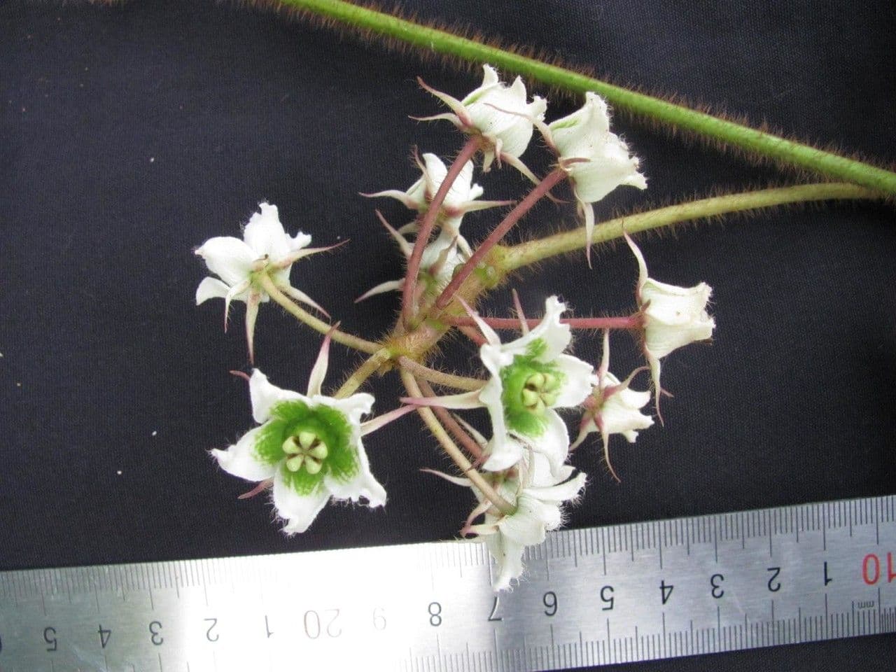 Fischeria 2